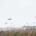 pheasant-hunting24