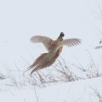 pheasant-hunting26