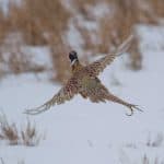 pheasant-hunting28