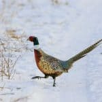 pheasant-hunting31