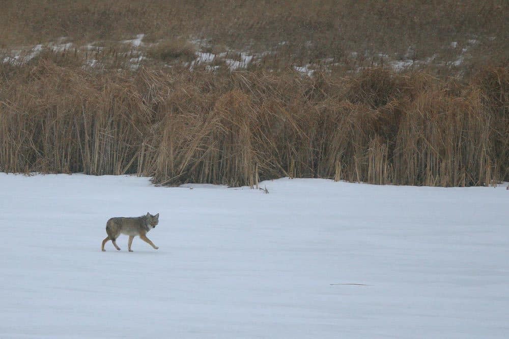 Coyote Hunting 1 - Brown'S Lodge &Amp; Hunting Ranch