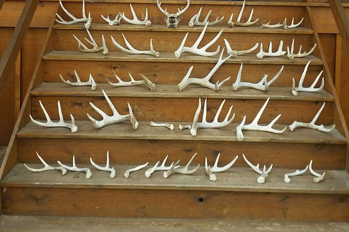 Shed Hunting 1 - Brown'S Lodge &Amp; Hunting Ranch